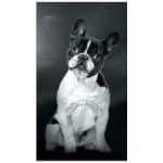 Toalha de Praia Microfibra Bulldog Francês
