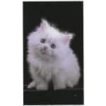 Toalha de Praia Microfibra Gatinho Branco Fundo Preto